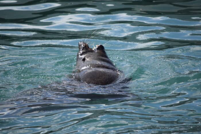Seal, Mariners Wharf, Hout Bay, Cape Town, South Africa