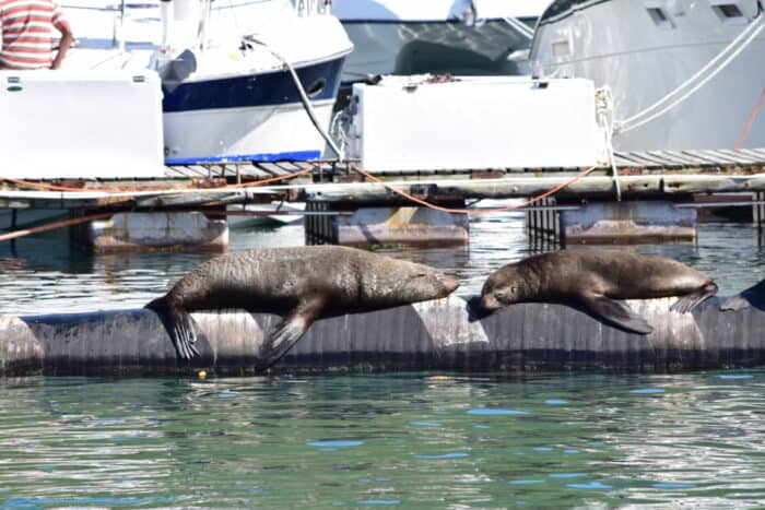 Seals, Mariners Wharf, Hout Bay, Cape Town, South Africa
