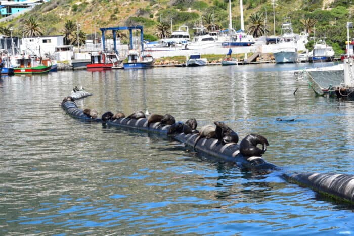 Seals, Mariners Wharf, Hout Bay, Cape Town, South Africa