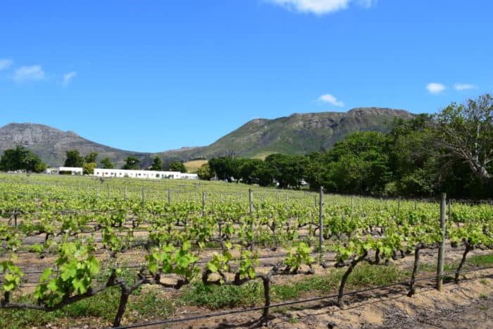 Wine Tasting, Groot Constantia, Cape Town, South Africa