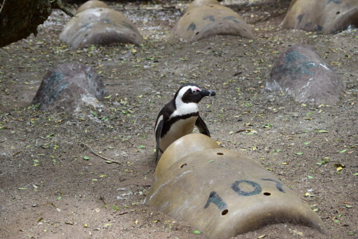 African Penguin, Boulders Beach, Simon's Town, South Africa