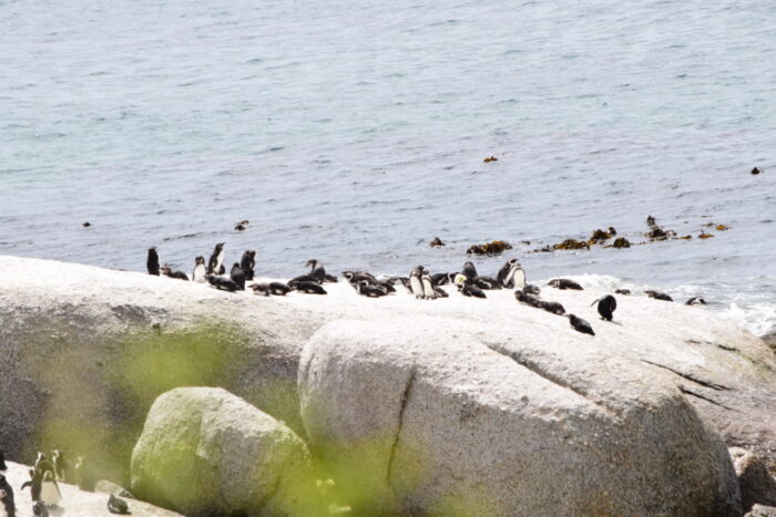 African Penguins, Boulders Beach, Simon's Town, South Africa