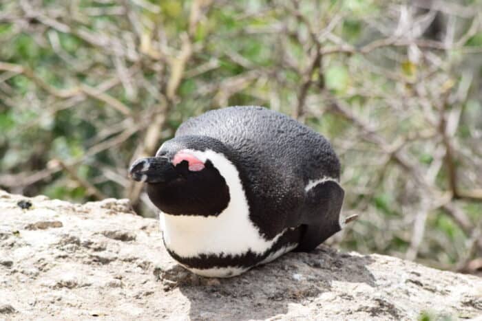 African Penguin, Boulders Beach, Simon's Town, South Africa