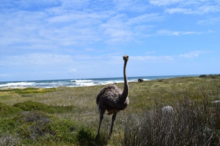 Ostrich, Cape Point, Cape of Good Hope, South Africa
