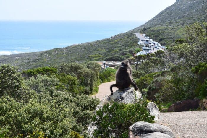Chacma Baboon, Cape Point, Tour, Cape Town, South Africa
