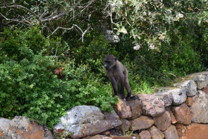 Chacma Baboon, Cape Point, South Africa, Babianer, Syd Africa