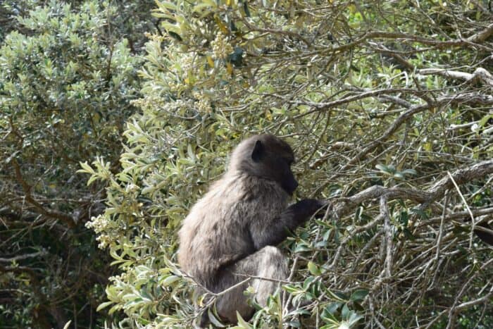 Chacma Baboon, Cape Point, South Africa