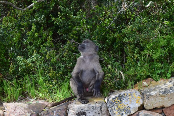 Chacma Baboon, Cape Point, South Africa