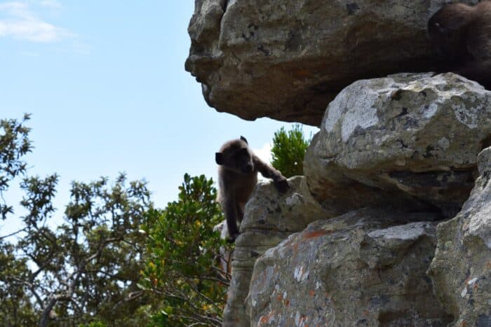 Chacma Baboon, Cape Point, South Africa