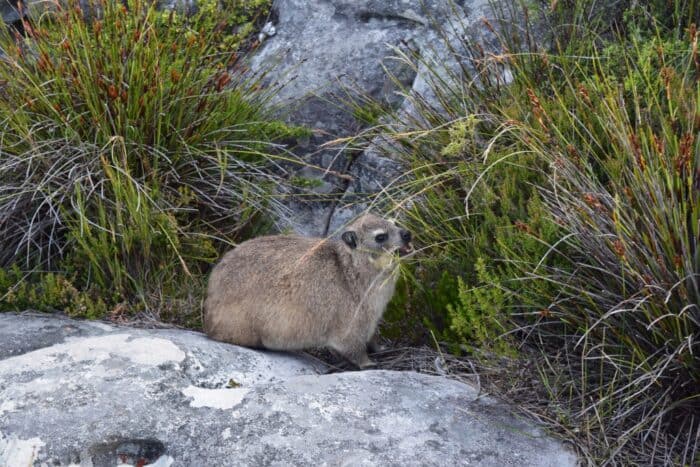 Rock Hyrax, Klipdassie, Klipphyrax, Procavia capensis, Kalliotamaani, Table Mountain, Cape Town, South Africa
