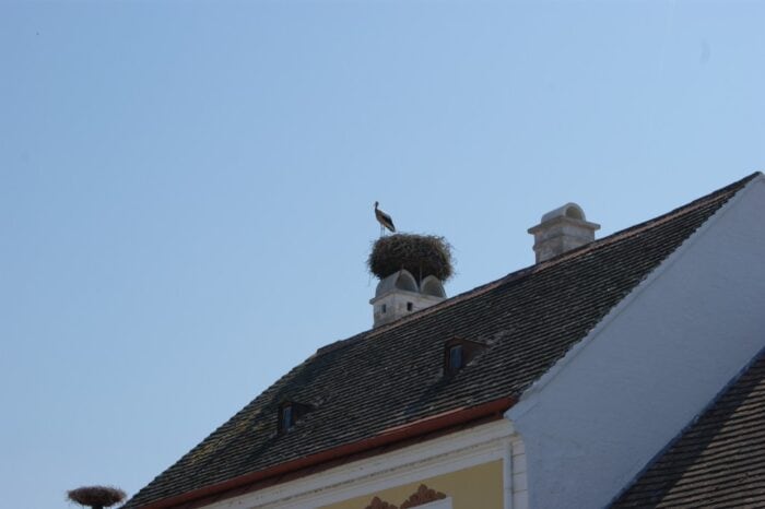 Stork, Neusiedler See, Austria, 2013, Rust