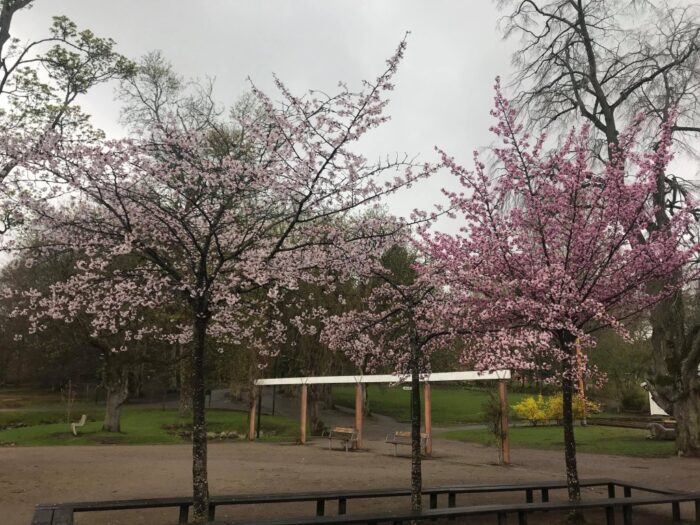 Linköping, Östergötland, Sweden, Trädgårdsföreningen, Cherry Blossoms