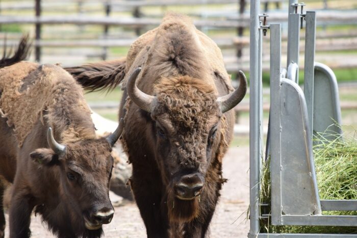 Avesta Bison Park, Avesta Visentpark, European Bison, Wisent, Avesta, Dalarna, Sweden