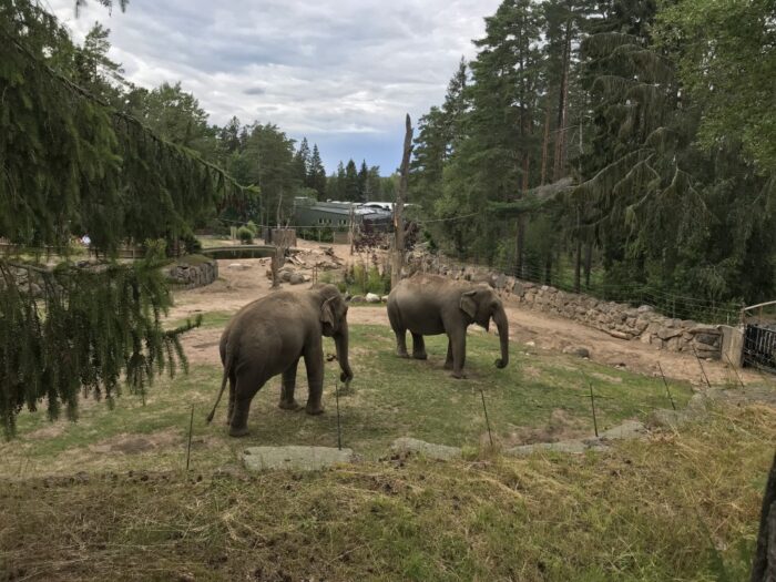 Kolmården Wildlife Park, Sweden, Zoo, Asian Elephant, Elephas maximus