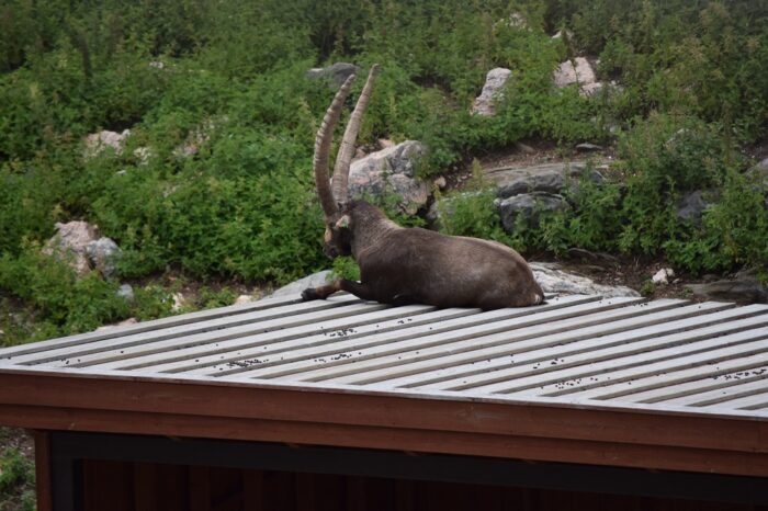 Kolmården Wildlife Park, Sweden, Zoo, Alpstenbock, Capra ibex. Alpine ibex
