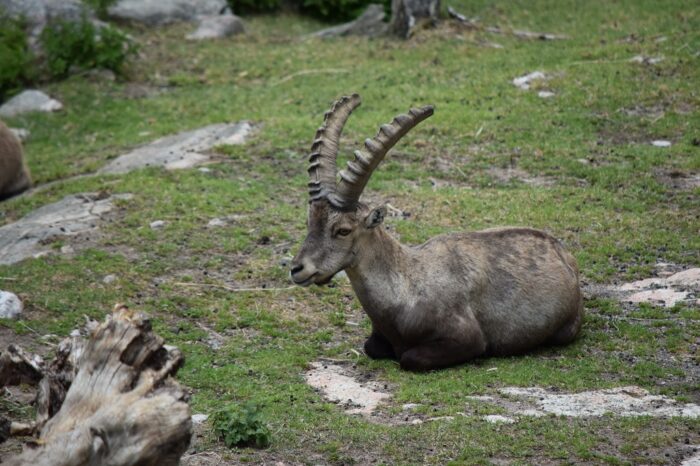 Kolmården Wildlife Park, Sweden, Zoo, Alpstenbock, Capra ibex. Alpine ibex