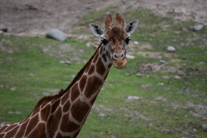 Kolmården Wildlife Park, Sweden, Zoo, Giraffa camelopardalis reticulata, Reticulated giraffe, Somali giraffe