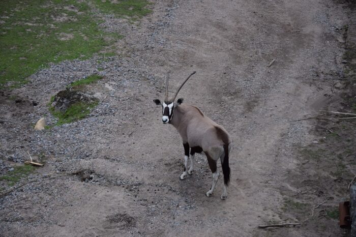 Kolmården Wildlife Park, Sweden, Zoo, Oryx