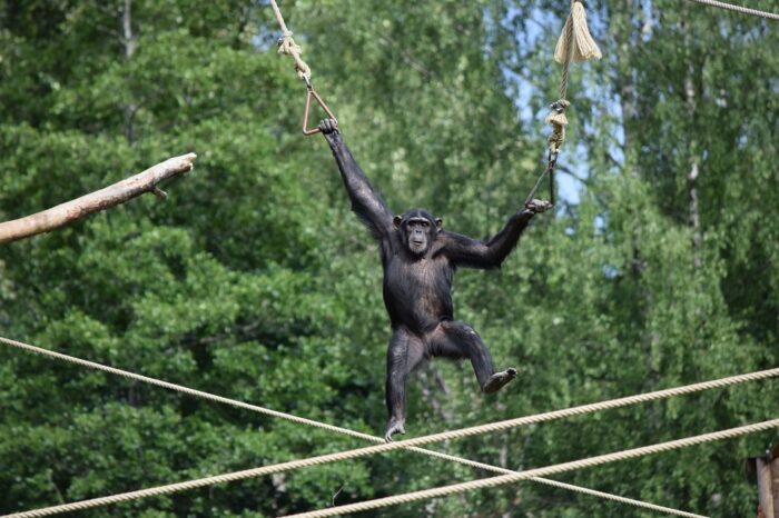 Kolmården Wildlife Park, Sweden, Zoo, Chimpanzee