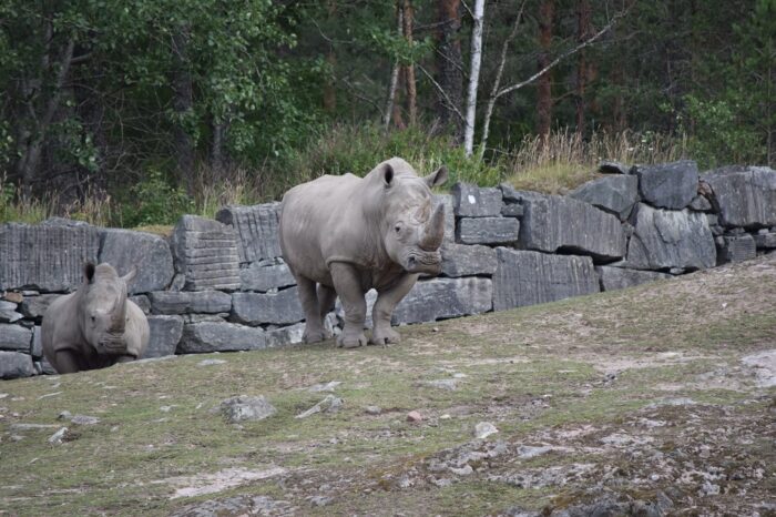 Kolmården Wildlife Park, Sweden, Zoo, White rhinoceros, Rhino, square-lipped rhinoceros, Ceratotherium simum