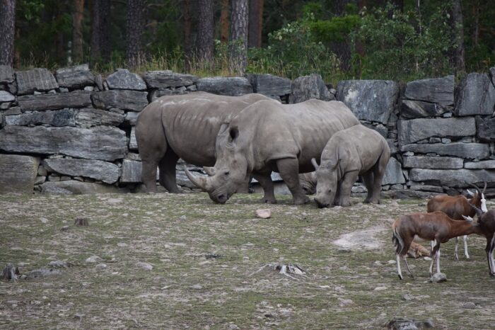 Kolmården Wildlife Park, Sweden, Zoo, White rhinoceros, Rhino, square-lipped rhinoceros, Ceratotherium simum