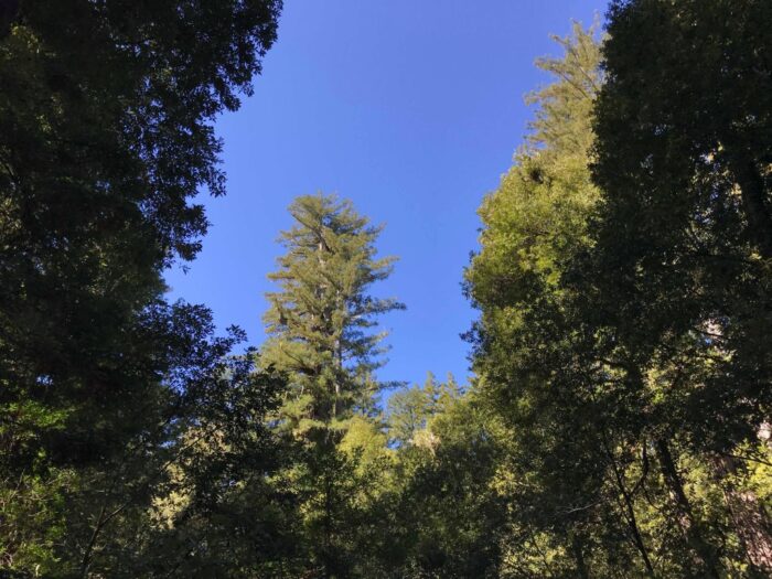 Big Basin Redwoods State Park, California, United States
