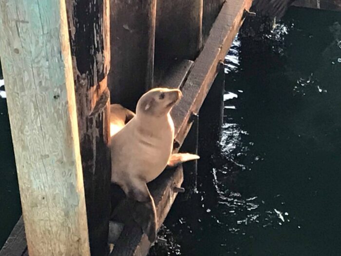 Santa Cruz, California, United States, Sea Lion
