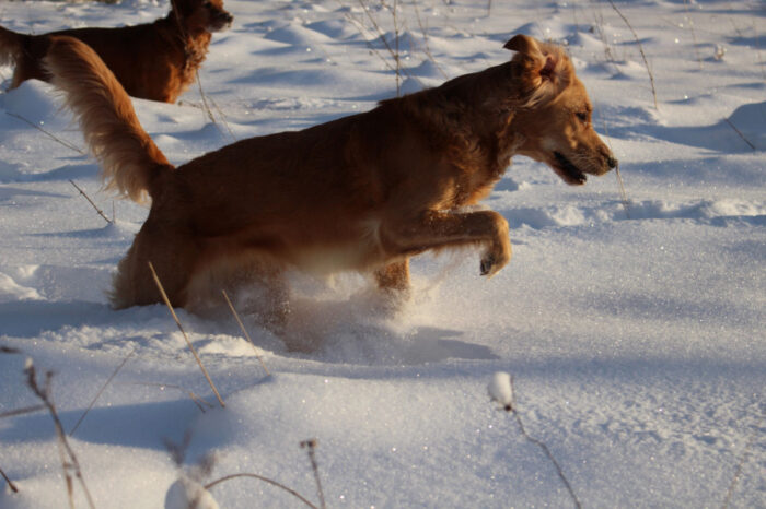A Golden’s Happy Moments, Trixie & Cleo, Snowy Vagnhärad