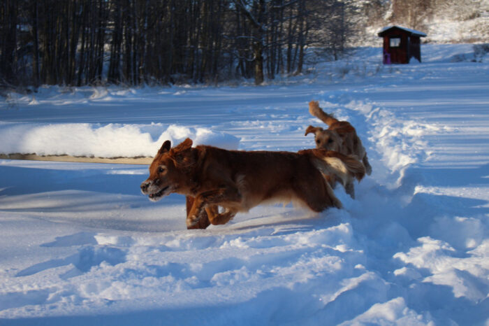 Trixie & Cleo, Snowy Vagnhärad