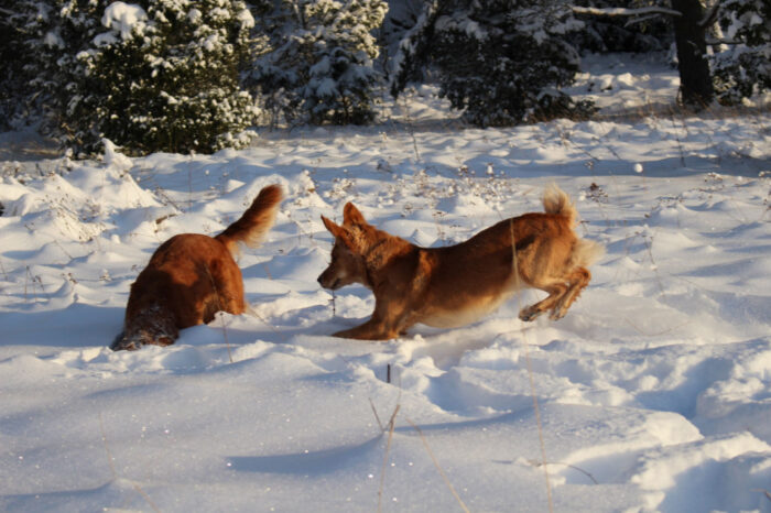 Trixie & Cleo, Snowy Vagnhärad, Golden Retriever