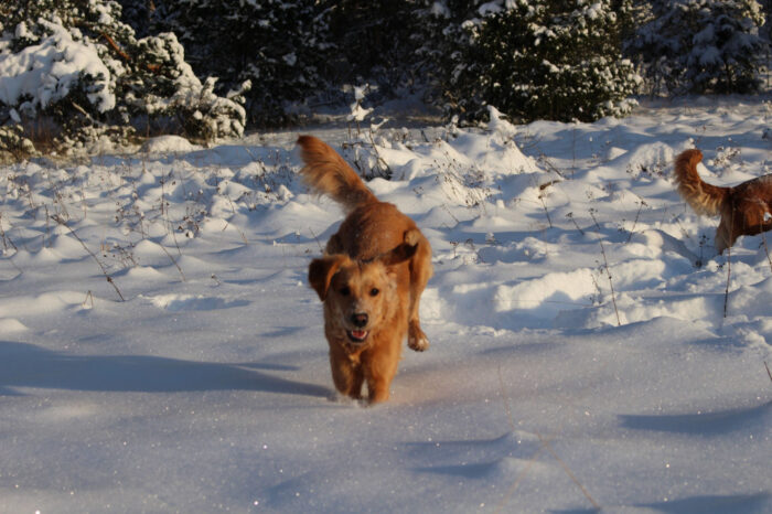 Trixie & Cleo, Snowy Vagnhärad, Hund, Dog