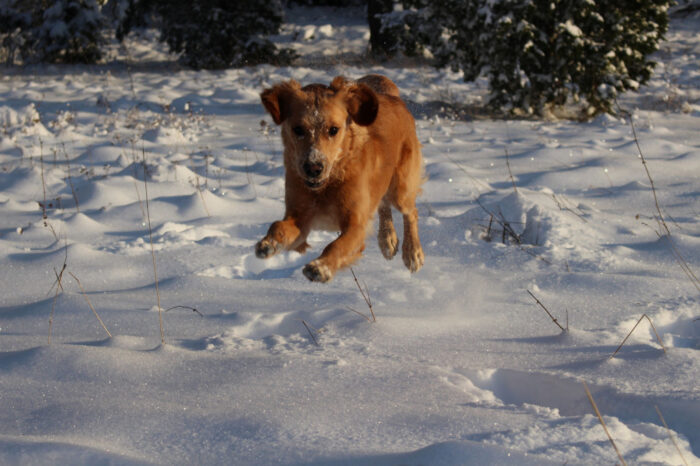 A Golden’s Happy Moments, Trixie & Cleo, Snowy Vagnhärad