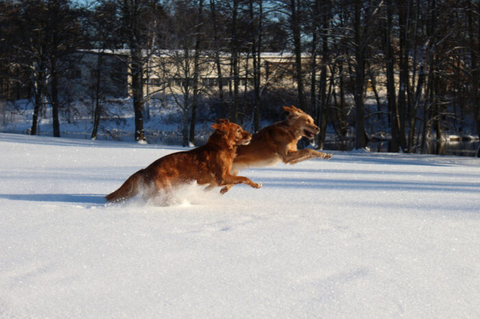 Trixie & Cleo, Snowy Vagnhärad