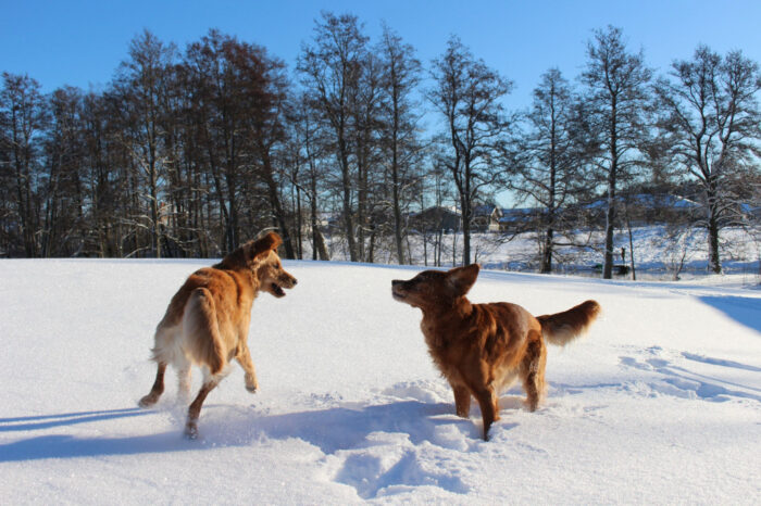 Trixie & Cleo, Snowy Vagnhärad, Snow