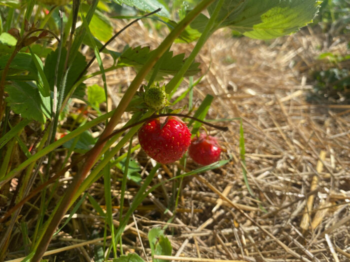 Strawberries at Hillsta, Västerljung, Sweden, Jordgubbar