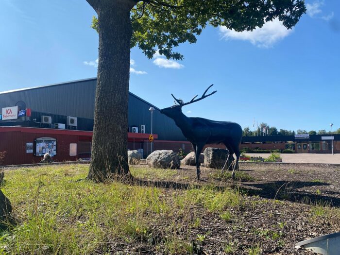 Örbyhus, Uppland, Sweden, Deer