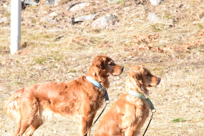 Trixie and Cleo, Stora Sandviken, Golden Retriever, Dogs
