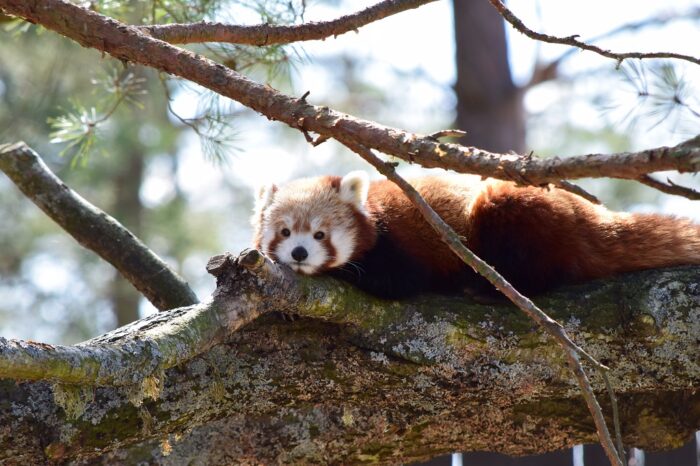 Kolmården Wildlife Park, Sweden, Easter 2022, Red Panda, Firefox