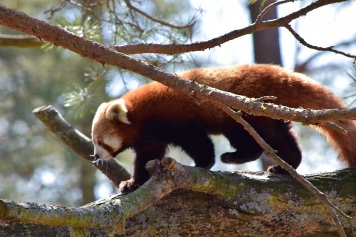 Kolmården Wildlife Park, Sweden, Easter 2022, Red Panda