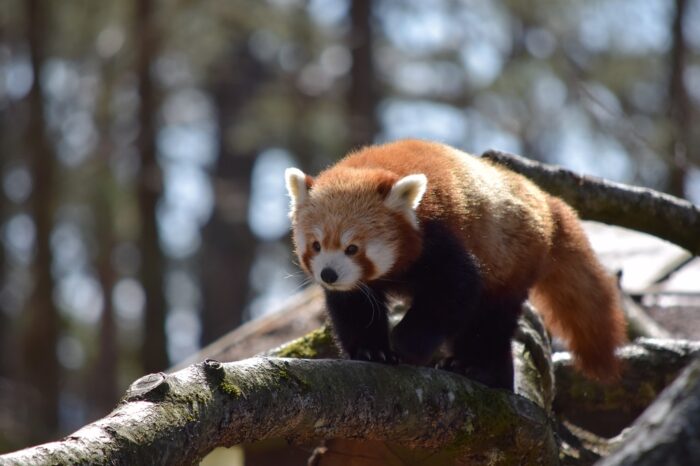 Kolmården Wildlife Park, Sweden, Easter 2022, Red Panda, Schweden