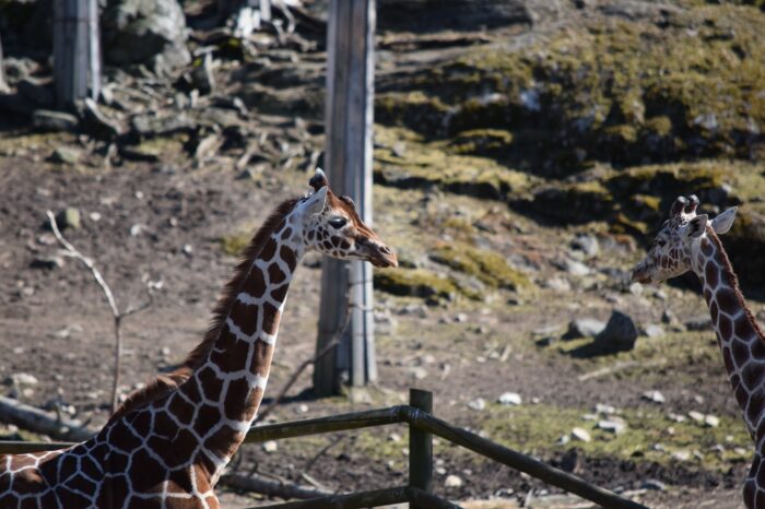 Kolmården Wildlife Park, Sweden, Easter 2022, Safari Zip Line, Giraffes