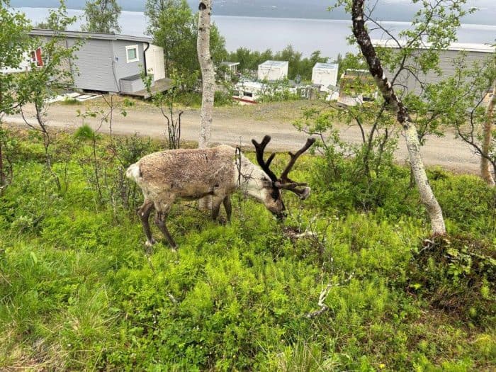Kilpisjärvi, Finland, Ren, Reindeer