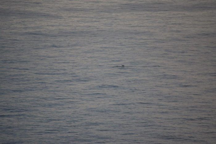 Nordkapp, Norway, Whales, Valar