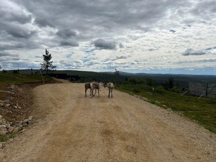 Kaunispää, Finland, Reindeer, Renar