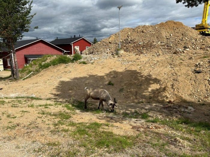 Saariselkä, Finland, Reindeer, Ren