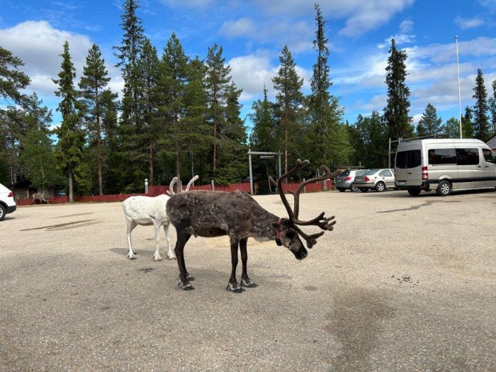Tankavaara, Finland, Reindeer, Ren