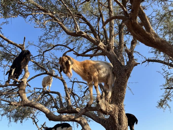 Agadir, Morocco, Argan Tree Goat