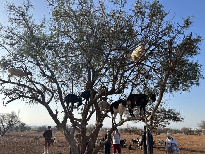 Agadir, Morocco, Argan Tree Goats