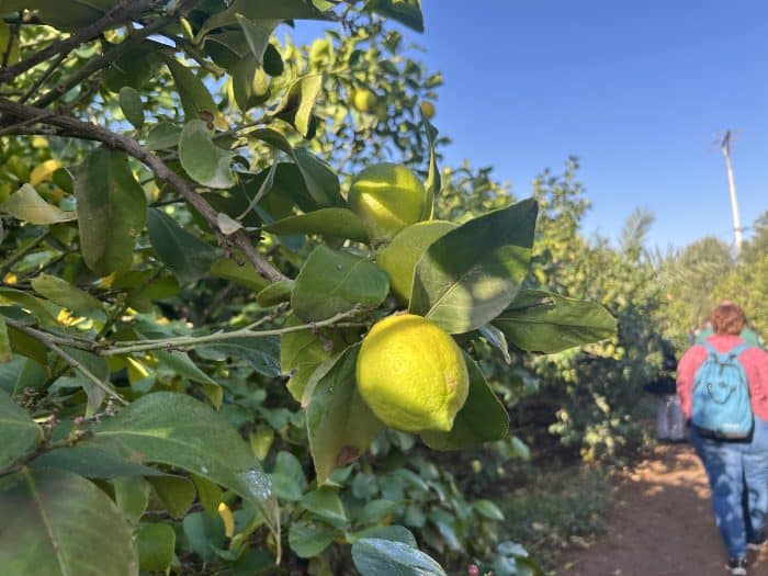 Agadir, Morocco, Lemons