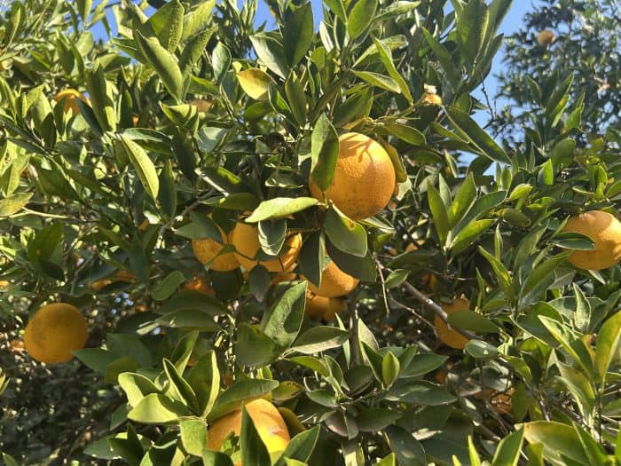 Agadir, Morocco, Oranges